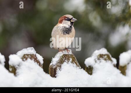 Male house sparrow in Iowa during winter Stock Photo