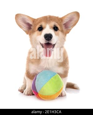 young Pembroke Welsh Corgi in front of white background Stock Photo
