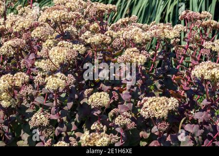 Hylotelephium telephium 'Hab Gray' Sedum flowers dry tolerant plant Stock Photo