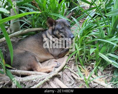 Dark brown dog crouch on dirt land and relax in the outdoor bush, Cute behavior of pets Stock Photo