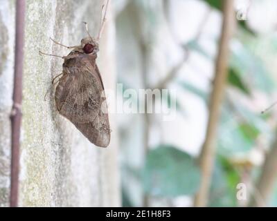 The Giant Skipper ( Erionota torus ) on gray color wall with natural green background, Brown butterfly with red eyes in Thailand Stock Photo