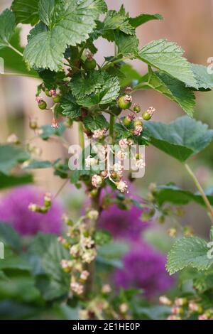 Ribes nigrum. Blackcurrants forming on the bush. Stock Photo