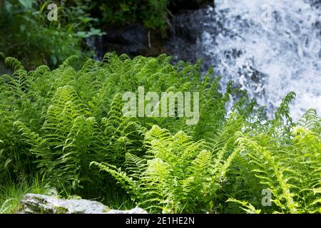 Gebirgs-Frauenfarn, Alpen-Waldfarn, Athyrium distentifolium, Athyrium alpestre, alpine lady-fern, Alpine Lady Fern, L'Athyrium des Alpes, Österreich, Stock Photo