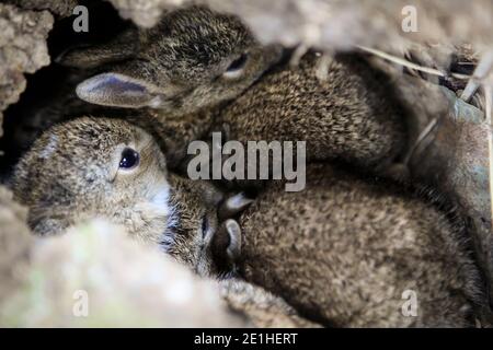 Wild rabbits in ground nest in Kent Stock Photo