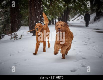 Labradoodle and Golden Retriever Dogs Running in Fresh Snow in Lake Arrowhead California Forest Wooded area Stock Photo