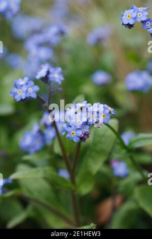 Myosotis sylvatica . Forget me not in an English garden. Stock Photo