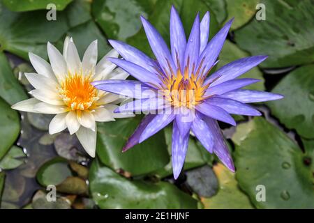 Purple and creamy white lilies bloom beautifully in the pond. Stock Photo