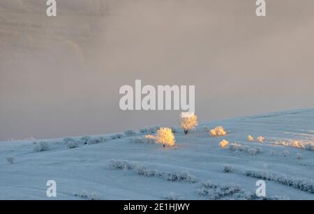 Beautiful winter landscape - trees adorned with frost on the frozen hills against the background of the morning fog Stock Photo