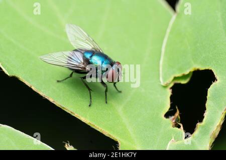 Blue bottle fly, Calliphora vomitoria, Pune, Maharashtra, India Stock Photo