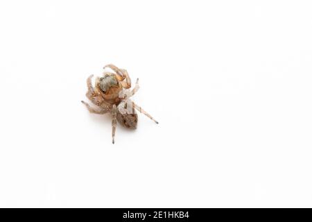 Dorsal of Female Jumping spider, Hasarius adansoni, Pune, Maharashtra India Stock Photo