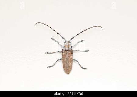 Dorsal of Long horn beetle, Batocera rufomaculata, Pune, Maharashtra, India Stock Photo