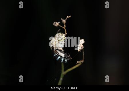 Lateral of blue banded bee, Amegilla cingulata, Pune, Maharashtra, India Stock Photo