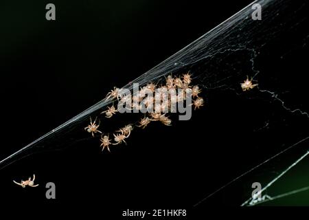 Orb weaver spiderlings, Neoscona mukherjee, Pune, Maharashtra India Stock Photo
