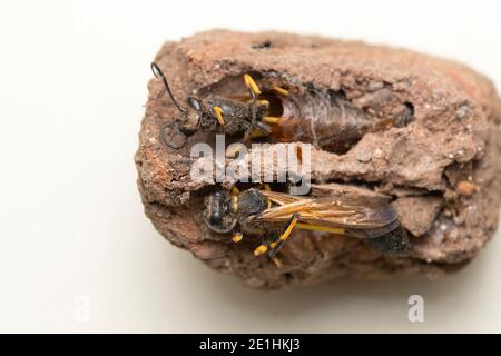 Potter wasp in its home, Sceliphron destillatoriumSceliphron destillatorium, Pune, Maharashtra, India Stock Photo