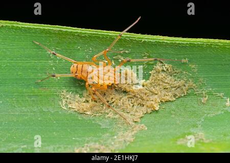 Spitting spider, Scytodes thoracica, Pune, Maharashtra, India Stock Photo