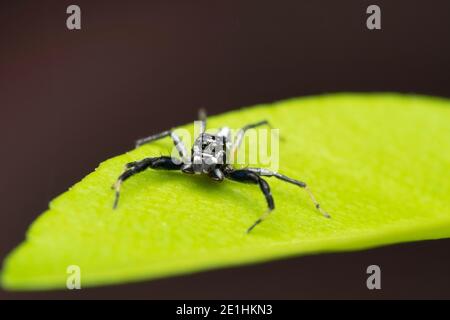 Male jumping spider, Proszynskia diatreta, Pune, Maharashtra, India Stock Photo
