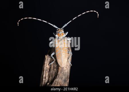 Resting Long horn beetle, Batocera rufomaculata, Pune, Maharashtra, India Stock Photo