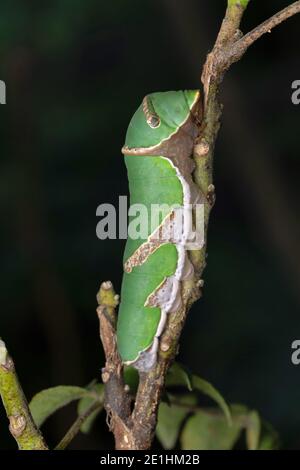 Caterpillar of Common Mormon butterfly, Papilio polytes, Satara, Maharashtra, India Stock Photo