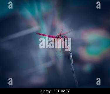 Dragonfly on the top of a stick with a green background Stock Photo - Alamy