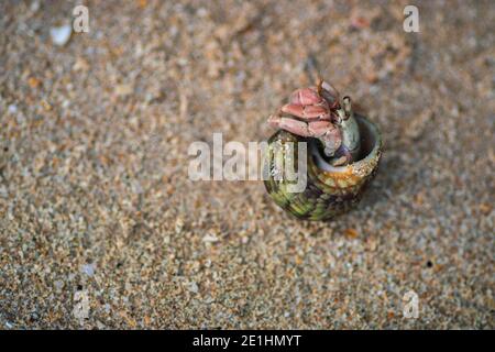 common periwinkle hides inside its shell, have a broadly ovate thick and sharply pointed shell, and contain whorls. fine threads and wrinkles, grey-br Stock Photo