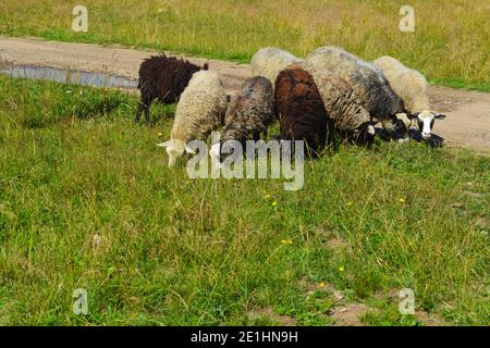 Sheep of different colors on the farm. Green grass and country road. Stock Photo