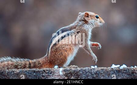squirrel has a great scent, found the food, close up young squirrel sitting position, black and white striped back, furry and cute animals in the gard Stock Photo