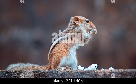 Cute young female squirrel holding rice in both hands, facing side to the camera and showing its three black stripes on the back, having a meal while Stock Photo