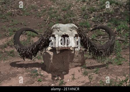 african buffalo skull Stock Photo