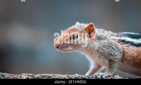 squirrel is scenting and searching the food, close up a front portion of the young squirrel body, black and white striped back, furry and cute pets,