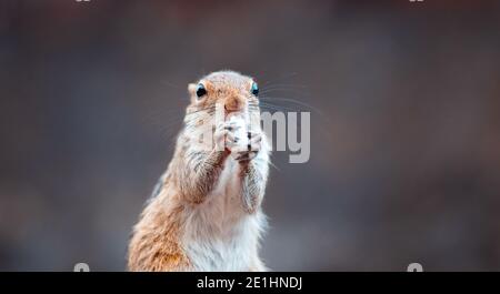 Cute young female squirrel holding rice in both hands, facing front to the camera, having a meal while on full alert of the surrounding. Stock Photo