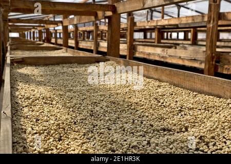 Coffee beans drying in the sun. Antigua, Guatemala, Central America Stock Photo