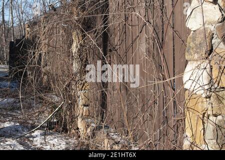 Wooden fence covered with ivy Stock Photo - Alamy