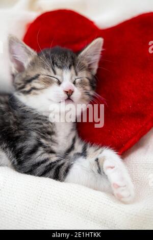 Valentines Day cat. Small striped kitten sleeping on heart shape red pillow on light white blanket on bed. domestic pets concept . Stock Photo