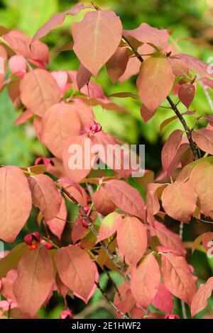 Autumn colour and Colourful fruits of Euonymus planipes 'Sancho' flat-stalked spindle 'Sancho' Stock Photo