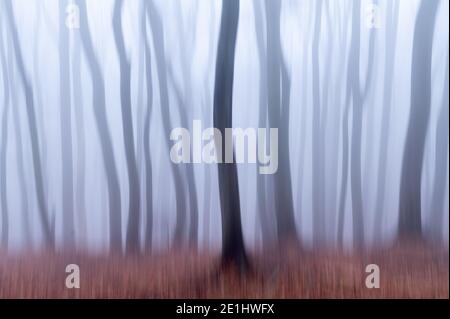 Abstract motion blur of a beech forest in winter, colored Vienna (Austria) Stock Photo