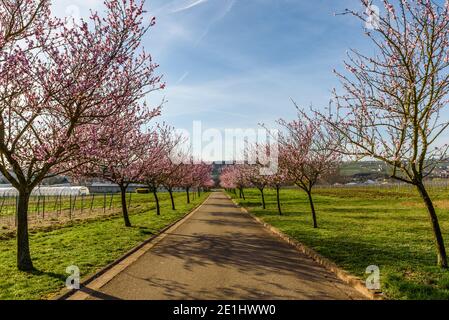 Almond blossom at the German Wine Route, Geilweilerhof, Siebeldingen, Rhineland-Palatinate, Germany Stock Photo