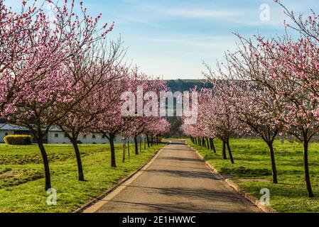 Almond blossom at the German Wine Route, Geilweilerhof, Siebeldingen, Rhineland-Palatinate, Germany Stock Photo