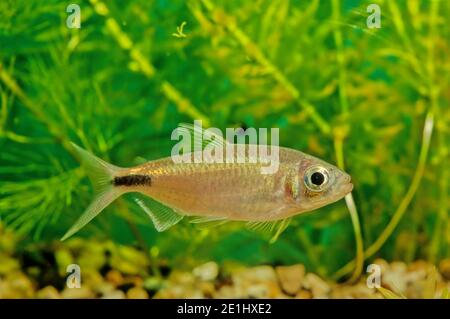 Long Finned Serpae Tetra Barb Hyphessobrycon eques aquarium fish Stock ...