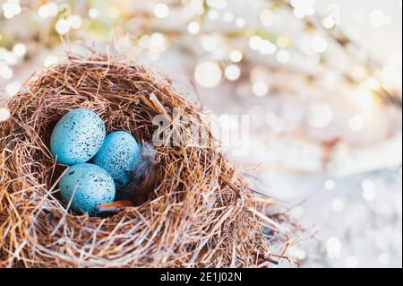 Three speckled Robin blue songbird eggs in a real bird's nest. Extreme shallow depth of field with blurred background and bokeh. Stock Photo