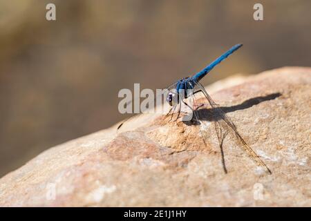 Navy Dropwing (Trithemis furva) blue dragonfly perched on a rock by a stream Stock Photo