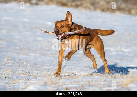 brown labrador retriever running with stick in snow Stock Photo