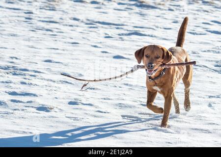 portrait of a beautiful brown labrador retriever in snow Stock Photo