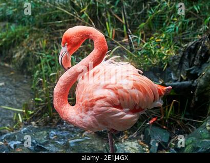 Portrait of American Flamingo (Phoenicopterus ruber) also known as the Caribbean Flamingo Stock Photo