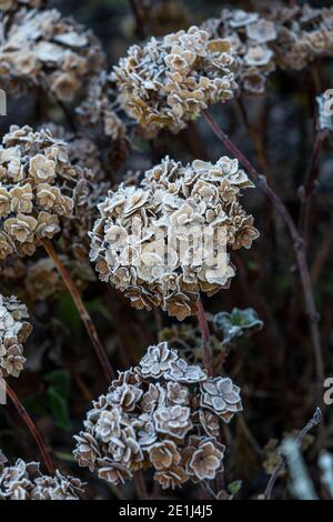 Mop head Hydrangea seed heads caught by the frost and lit by the sun rise. Wildlife friendly gardening. Rose Cottage Garden. Stock Photo
