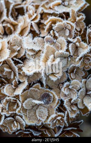 Mop head Hydrangea seed heads caught by the frost and lit by the sun rise. Wildlife friendly gardening. Rose Cottage Garden. Stock Photo