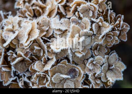 Mop head Hydrangea seed heads caught by the frost and lit by the sun rise. Wildlife friendly gardening. Rose Cottage Garden. Stock Photo