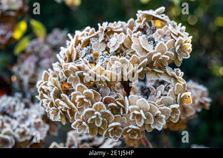 Mop head Hydrangea seed heads caught by the frost and lit by the sun rise. Wildlife friendly gardening. Rose Cottage Garden. Stock Photo