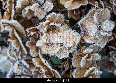 Mop head Hydrangea seed heads caught by the frost and lit by the sun rise. Wildlife friendly gardening. Rose Cottage Garden. Stock Photo
