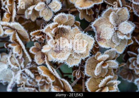 Mop head Hydrangea seed heads caught by the frost and lit by the sun rise. Wildlife friendly gardening. Rose Cottage Garden. Stock Photo
