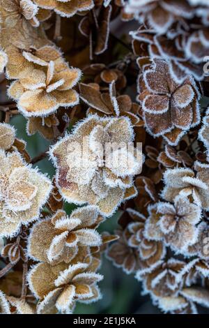 Mop head Hydrangea seed heads caught by the frost and lit by the sun rise. Wildlife friendly gardening. Rose Cottage Garden. Stock Photo